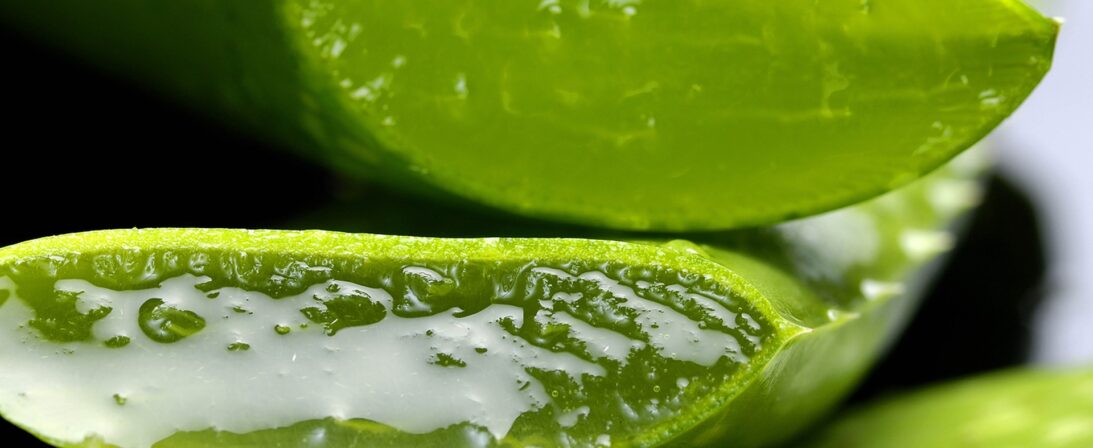 Новый взгляд на старого знакомого – Aloe vera