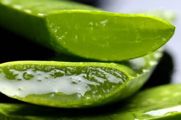A new look at an old friend – Aloe vera