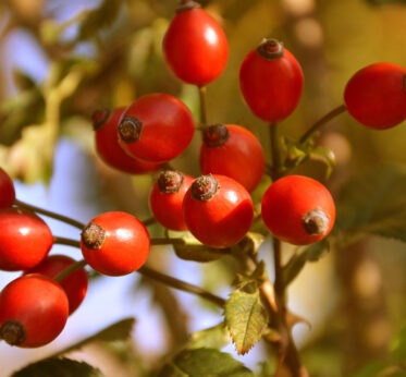 The benefits of wild rose oil