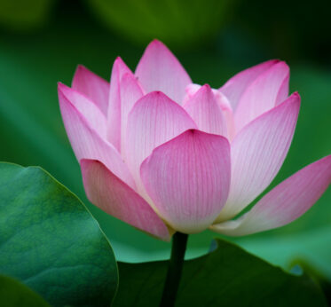 VITAGURU – №1 ECOSYSTEM HOLISTIC LIFESTYLE – Мастер целостной осознанной жизни